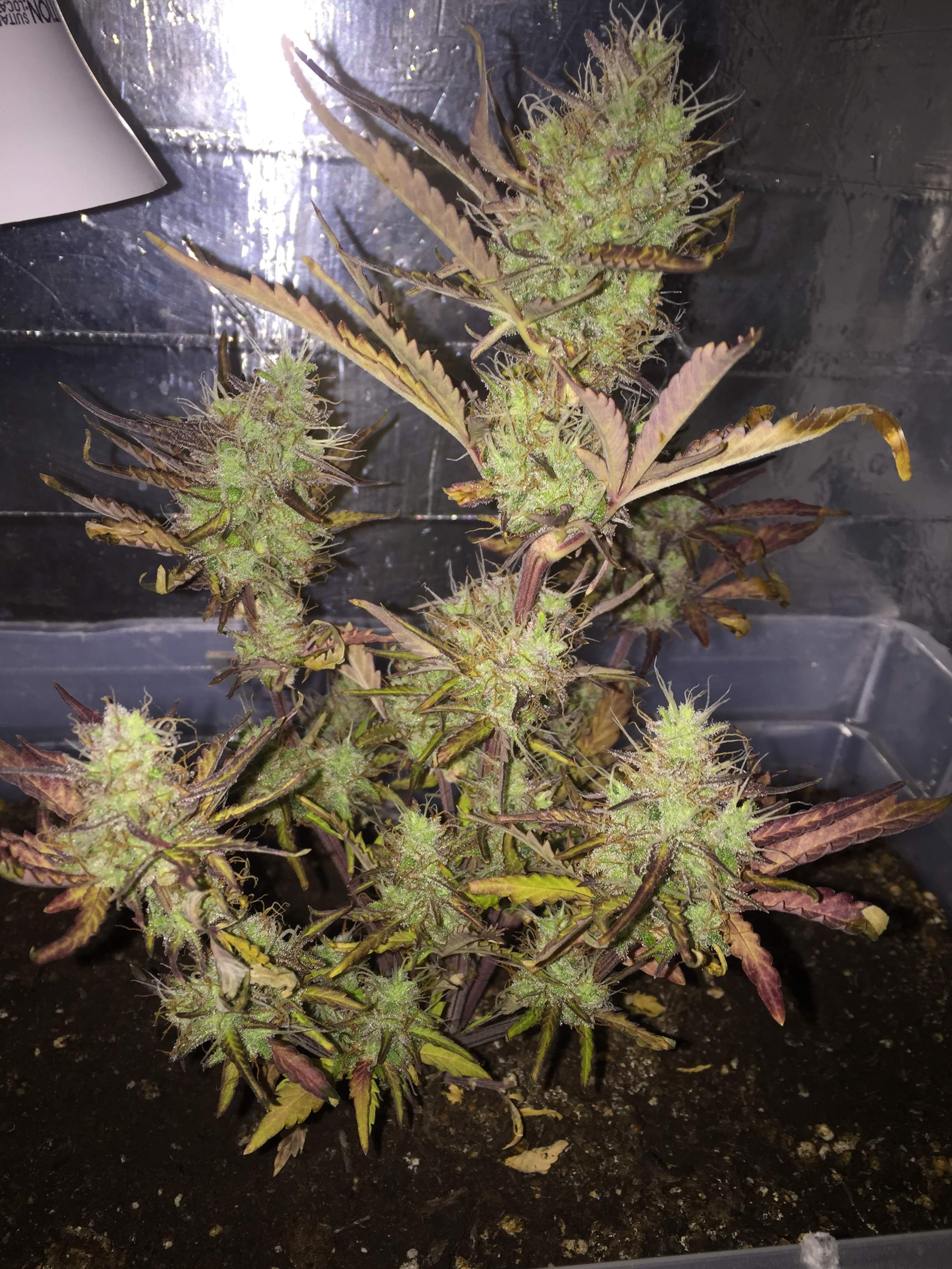 Barney's Farm Pineapple Express Auto grow diary (journal) week8 by moarpheus GrowDiaries