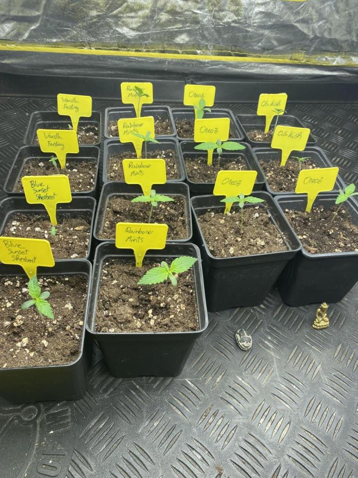 Centollo 2026. Week 1 - Primeros días de vida!!