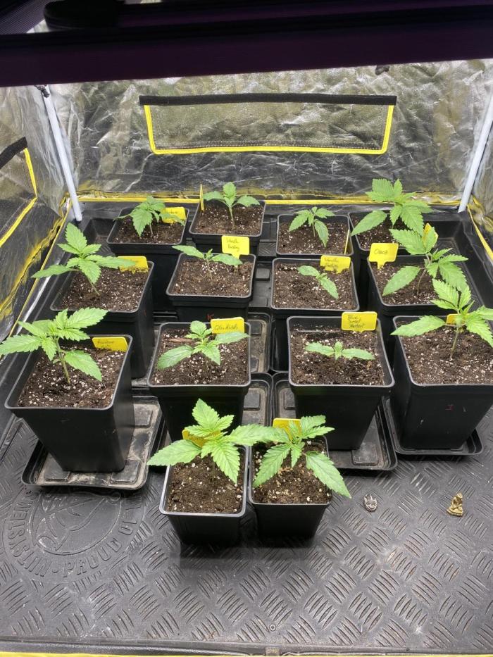 Centollo 2026. Week 2