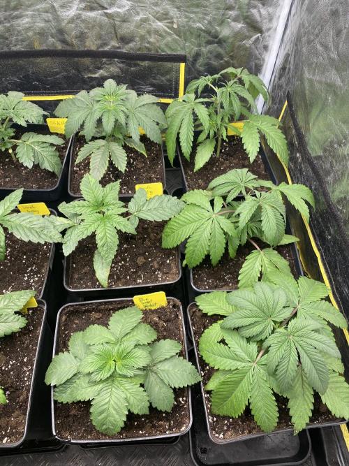 Centollo 2026. Week 3