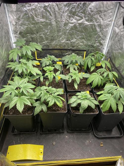 Centollo 2026. Week 3