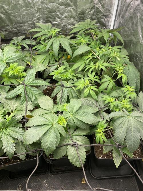 Centollo 2026. Week 4