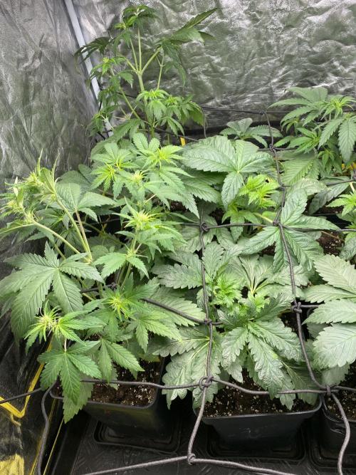 Centollo 2026. Week 4