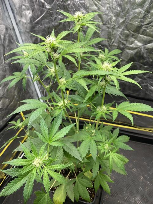 Centollo 2026. Week 5