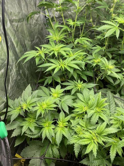 Centollo 2026. Week 5