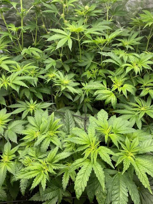 Centollo 2026. Week 5