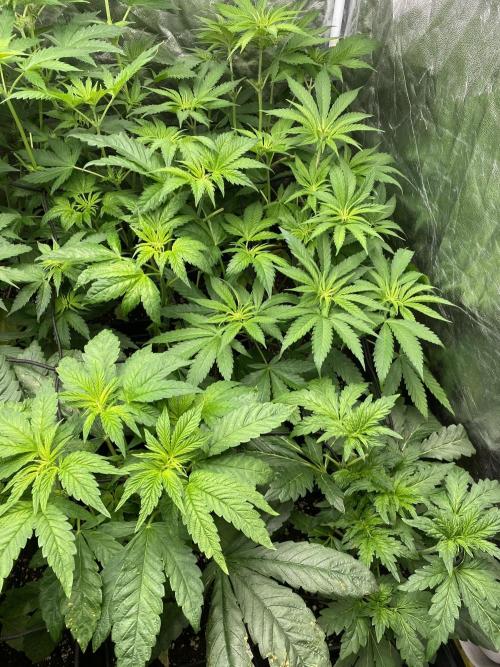 Centollo 2026. Week 5