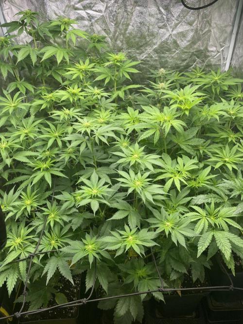 Centollo 2026. Week 6