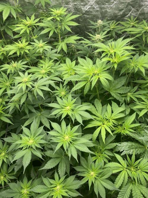 Centollo 2026. Week 6