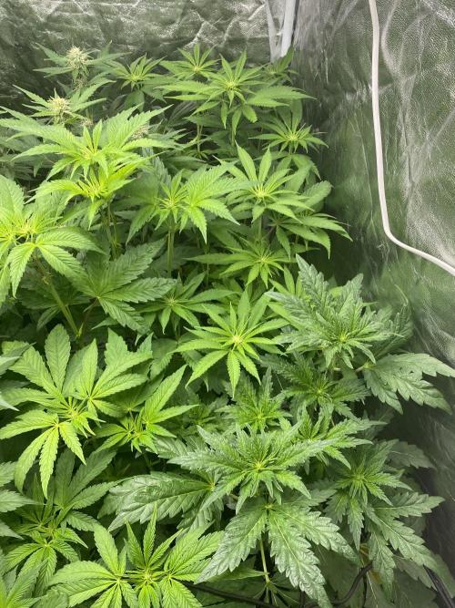 Centollo 2026. Week 6