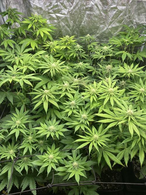 Centollo 2026. Week 7