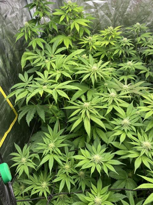 Centollo 2026. Week 7