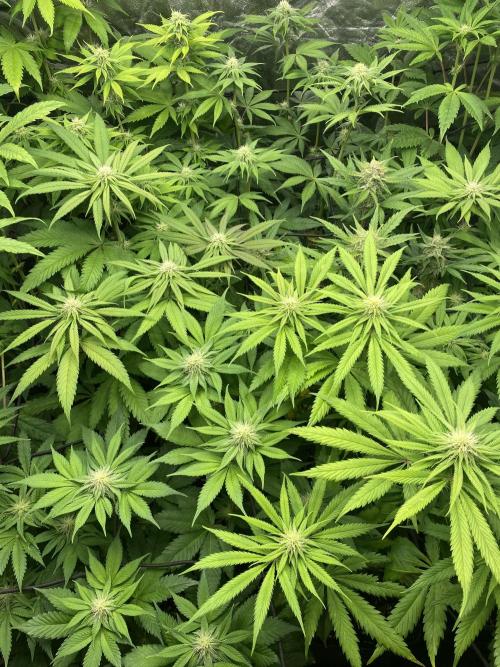 Centollo 2026. Week 7