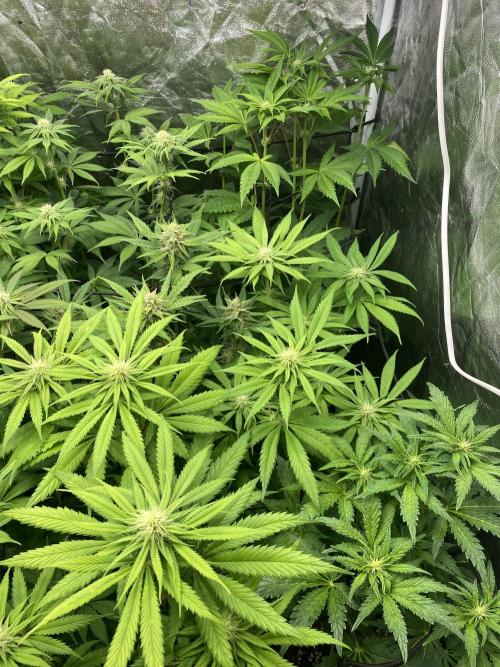 Centollo 2026. Week 7