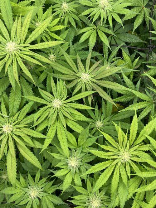 Centollo 2026. Week 7