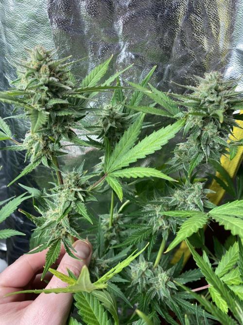 Centollo 2026. Week 8