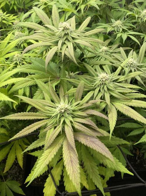 Centollo 2026. Week 8