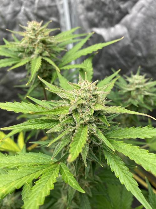 Centollo 2026. Week 8