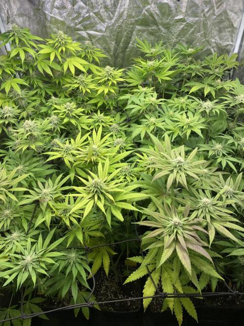 Centollo 2026. Week 8