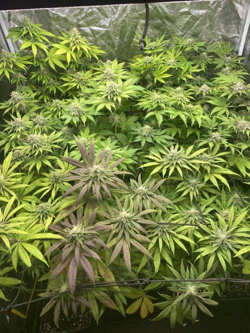 Centollo 2026. Week 9
