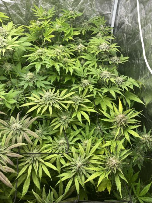 Centollo 2026. Week 9