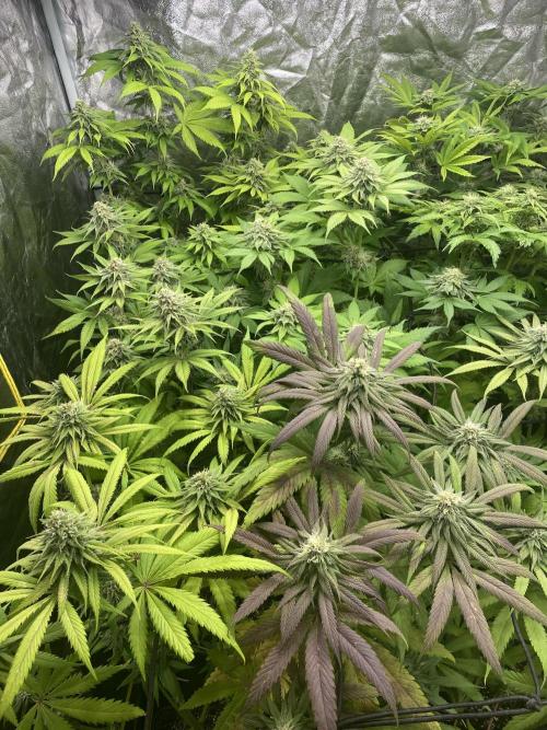 Centollo 2026. Week 9
