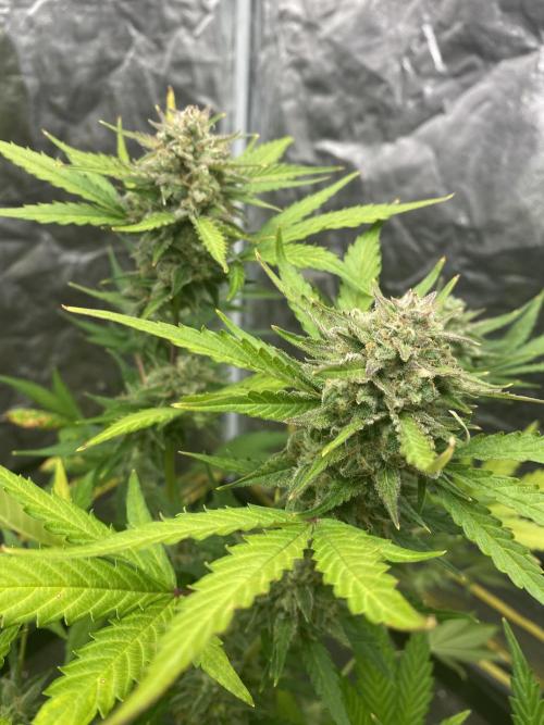 Centollo 2026. Week 9