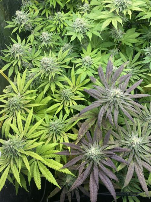 Centollo 2026. Week 9