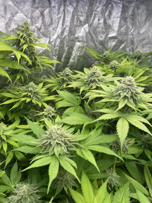 Centollo 2026. Week 9