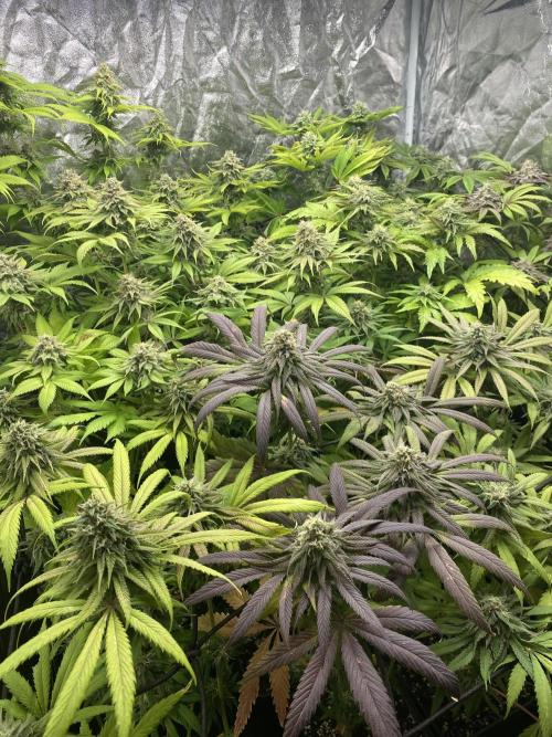 Centollo 2026. Week 10
