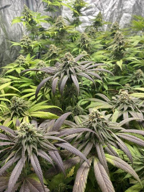 Centollo 2026. Week 10