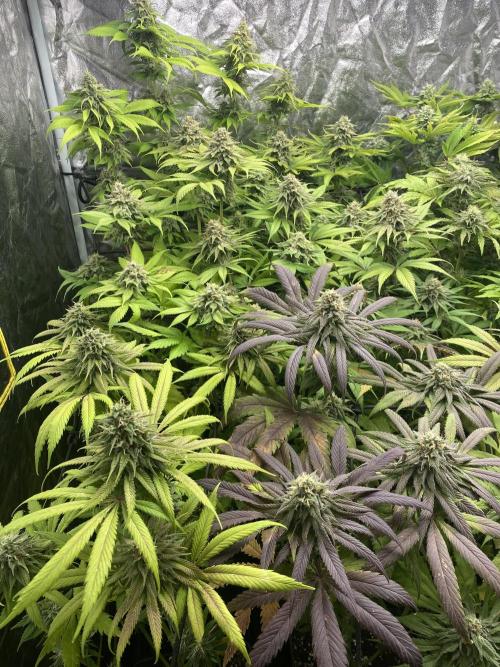 Centollo 2026. Week 10