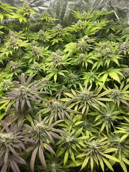 Centollo 2026. Week 10