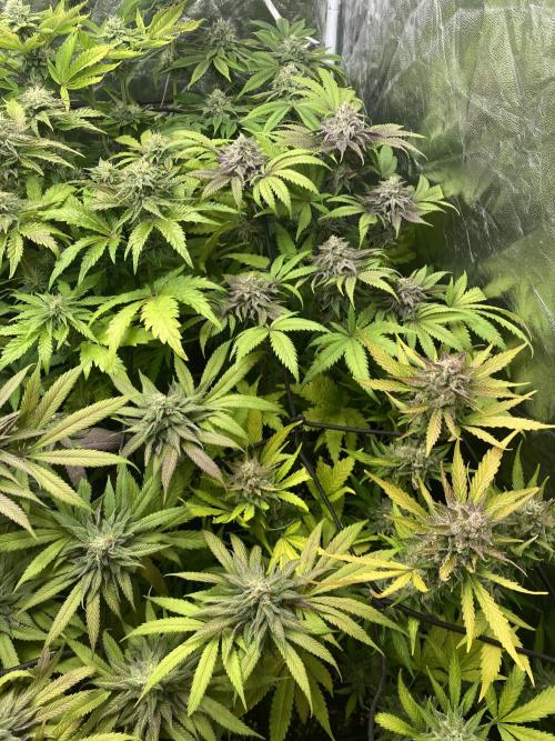 Centollo 2026. Week 10