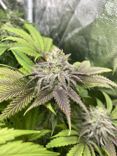 Centollo 2026. Week 10