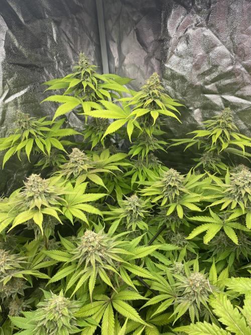 Centollo 2026. Week 10