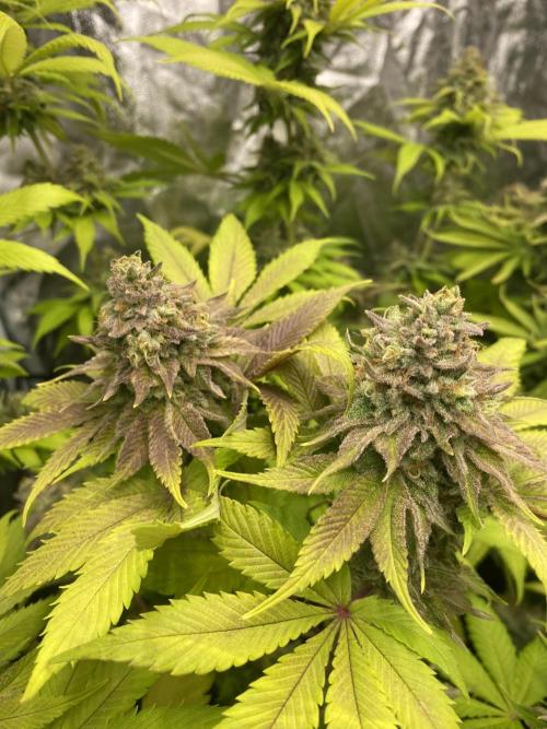 Centollo 2026. Week 11 - Blue sunset sherbert