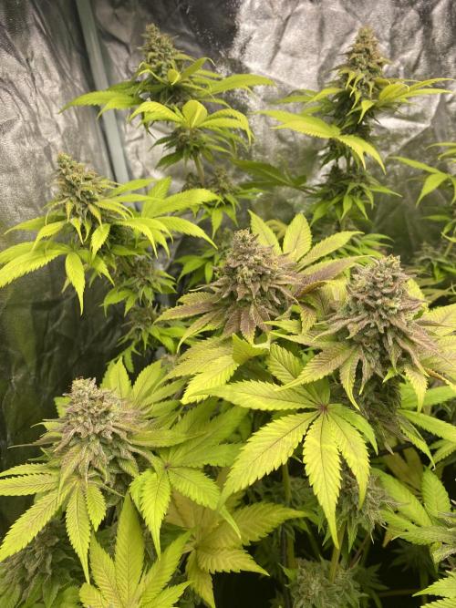 Centollo 2026. Week 11 - Blue sunset sherbert adelante, Rainbow mints atrás.