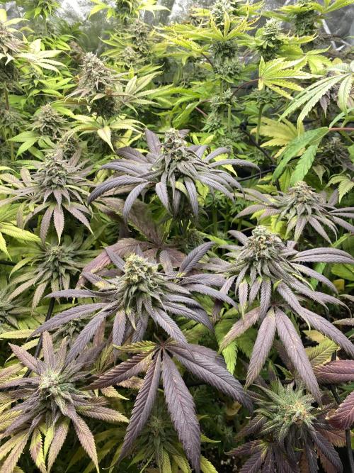 Centollo 2026. Week 11 - Oreoz