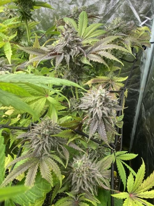 Centollo 2026. Week 11 - Og kush super resinosa
