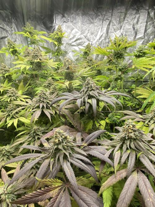 Centollo 2026. Week 11