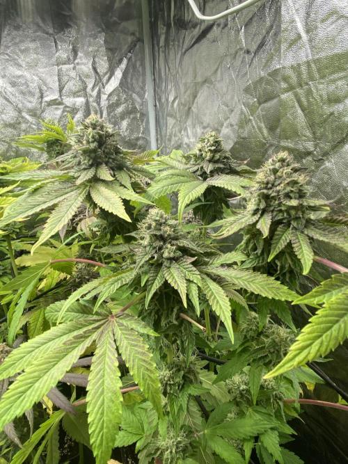 Centollo 2026. Week 11 - Vanilla frosting, tiene unas porras increíblemente duras y compactas