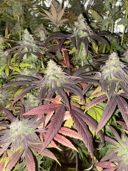 Centollo 2026. Week 12