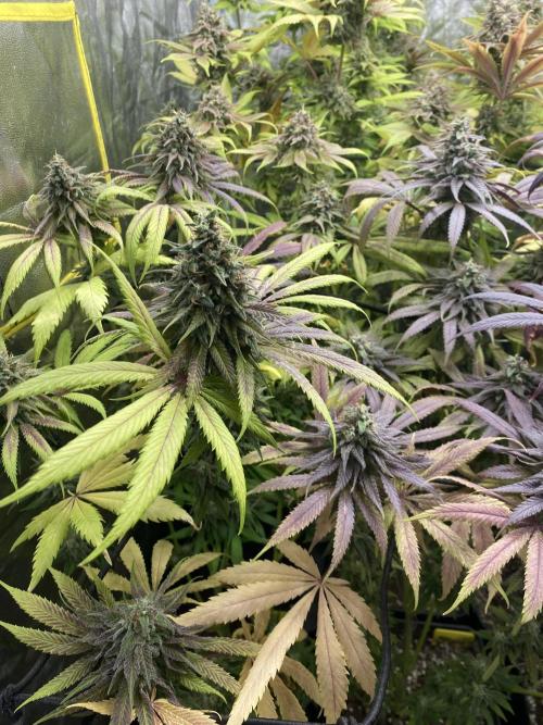 Centollo 2026. Week 12