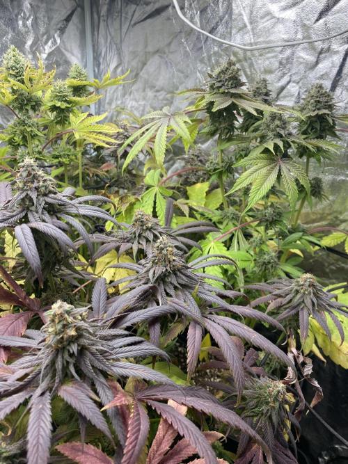 Centollo 2026. Week 12