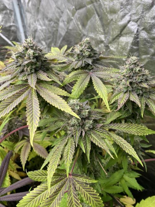 Centollo 2026. Week 12
