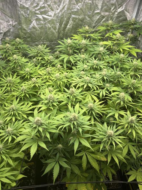Primavera 2026. Week 7
