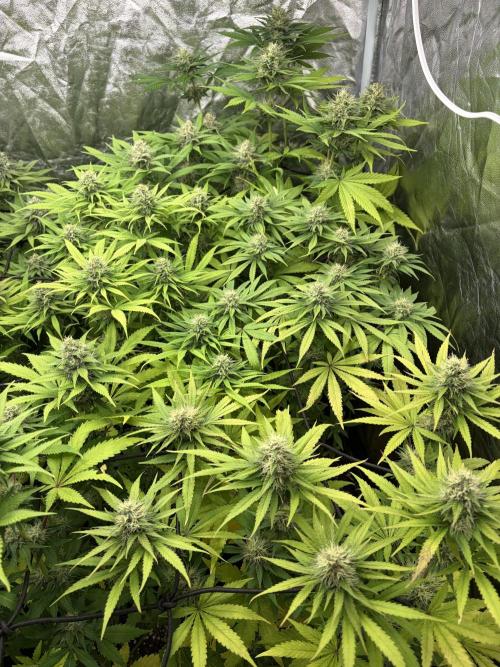Primavera 2026. Week 8