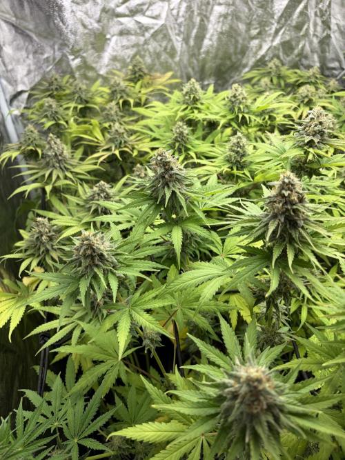 Primavera 2026. Week 9