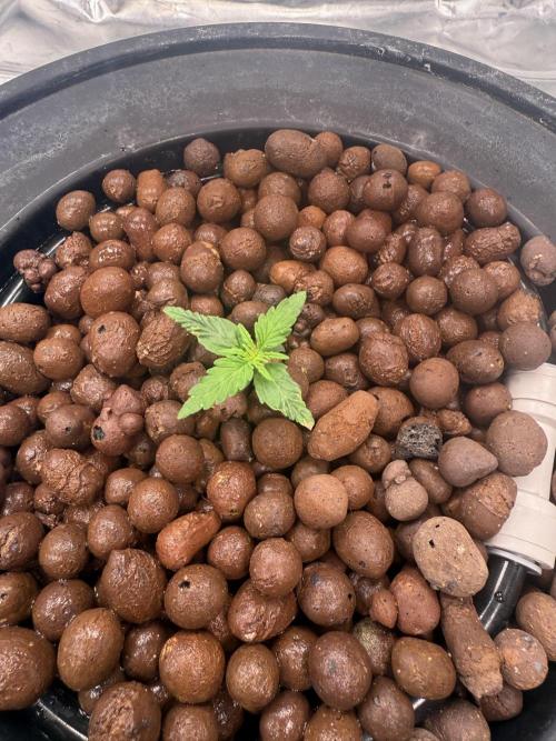 Gorilla Cookie AUTO. Week 1 - 12/10